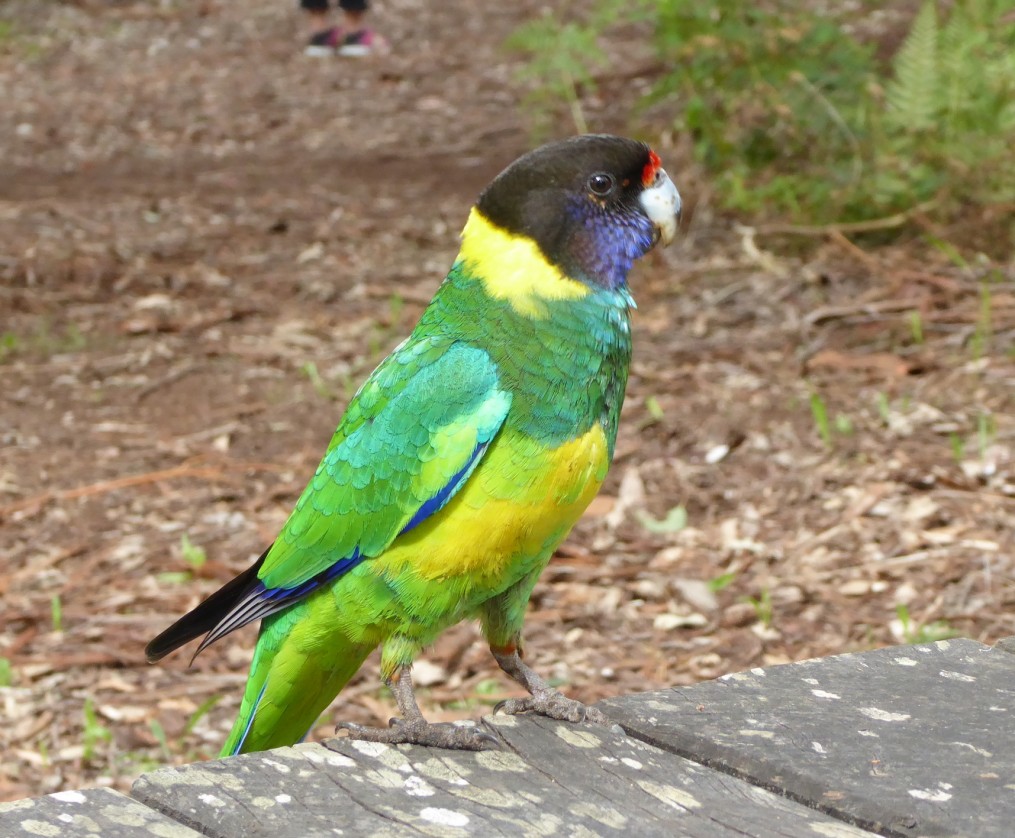 Australian Ringneck parrot