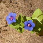 Cape Naturaliste flowers