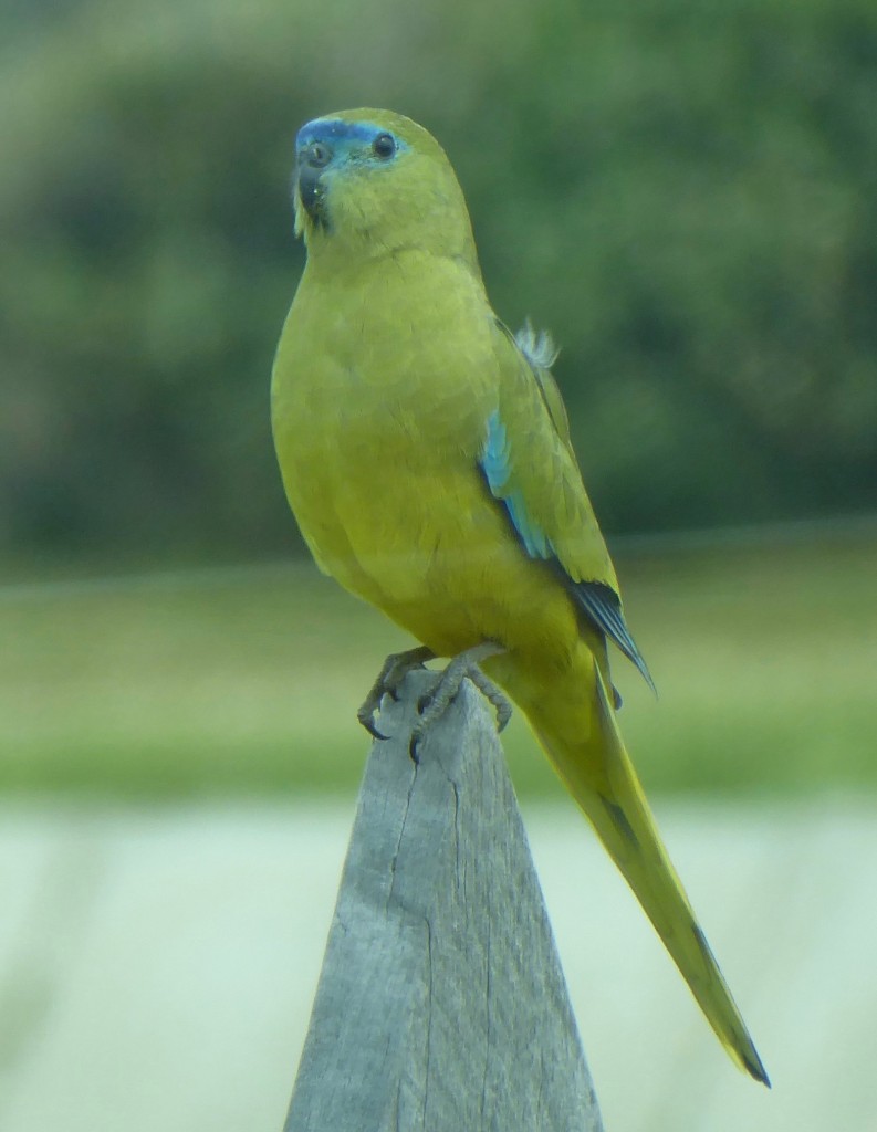 The endangered Rock Parrot