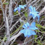 Unidentified blue wildflower